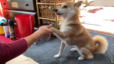 「お手」を披露
