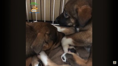 詩音くんと花音ちゃんが幸せを掴むまで