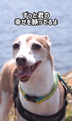 とらきち君のビフォーアフター⑩