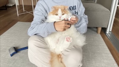 レモンさんを守ろうとするポテチくん9