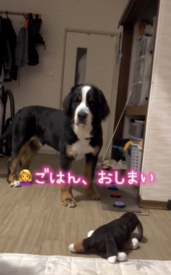 しょんぼりする犬