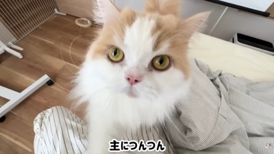 ハプニング発生時のポテチくんとレモンさん2