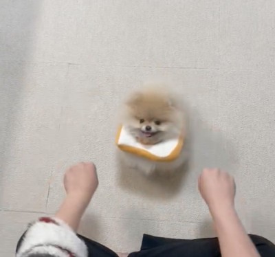 差し出された2つの手を見つめる犬