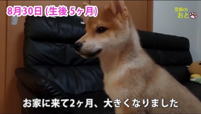 部屋の中で何かを見つめる子犬の横顔