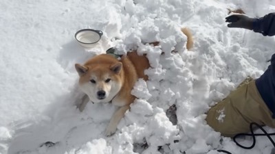 雪を乗せられるおもちくん