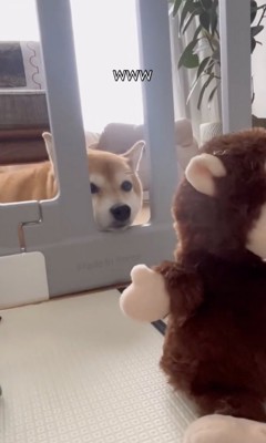 「なにこれ…?」