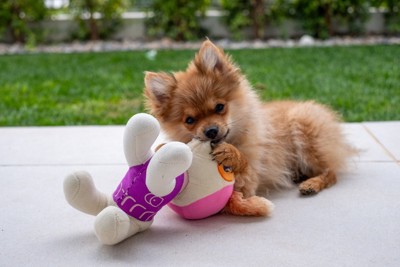 ぬいぐるみをかじるポメラニアン