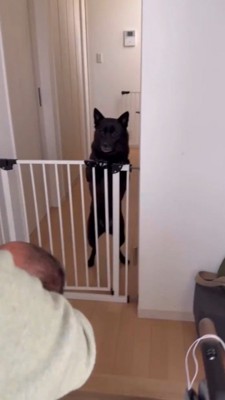 赤ちゃんを抱っこして犬の方へ近づく女性