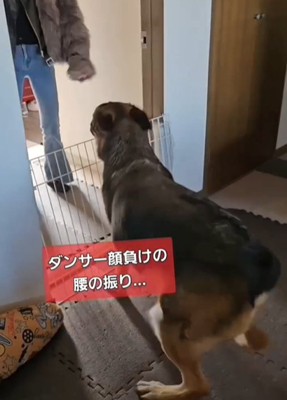 腰を振る犬