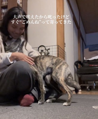 飼い主に顔をうずめる犬