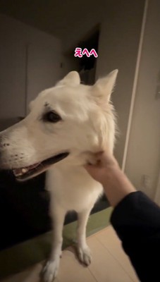 飼い主に首を撫でられる犬