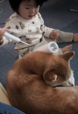 娘さんにコロコロしてもらうクウちゃん