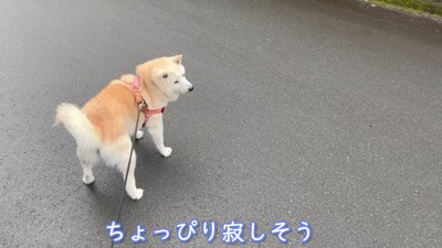 寂しそうなあいちゃん