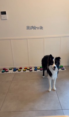 飼い主さんを呼び続けるサンゴくん2