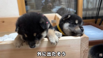 「外に出たいよ～」