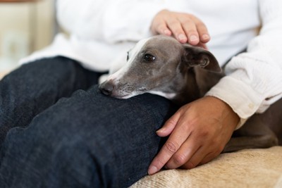足に擦り寄る犬