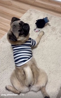 目をつぶるうめちゃん