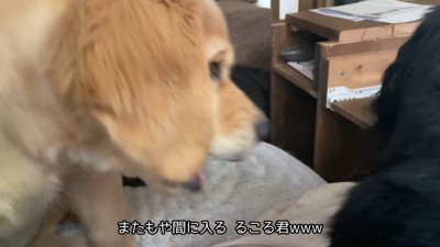 るこる君も負けじと割り込み!