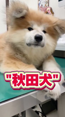 診察台に座ってカメラを見つめる子犬
