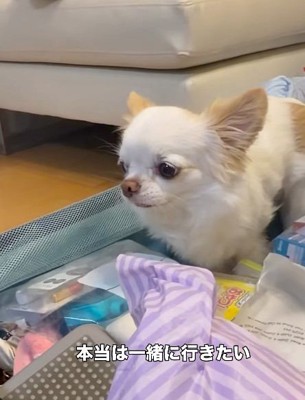 スーツケースに入るルークくん