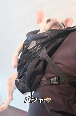 ドヤ顔する犬