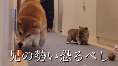 こむぎくんの圧に負けるわらびちゃん