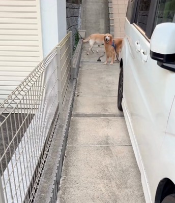 覗き込む大型犬