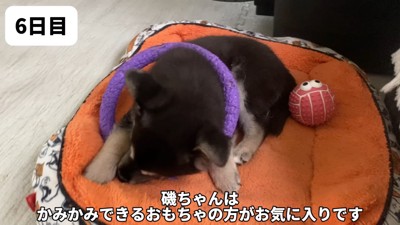 マイペースな磯ちゃん