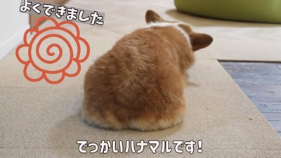 座り込む犬