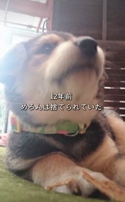 捨てられていたわんこ