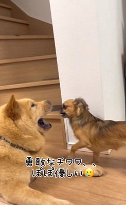 勇敢なチワワさん