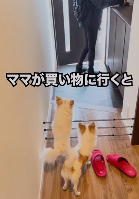 玄関でお見送りする犬たち
