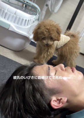 寝ている男性を首を俯けて見つめるトイプー
