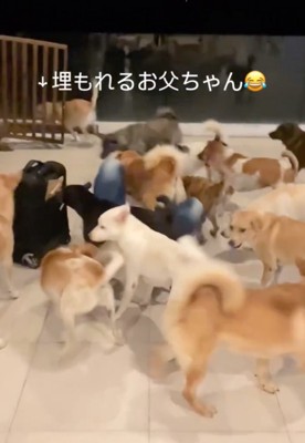 お父さんに挨拶する犬たち