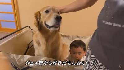 カートはへっちゃらなジョイくん