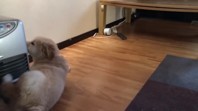 ころんじゃった！！