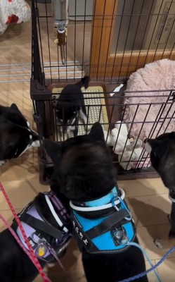 圧迫面接のような柴犬たち