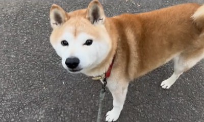 立ち止まる犬
