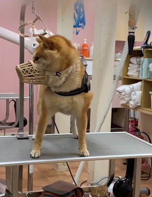 トリミング台で口輪をつけたまま横を向く犬