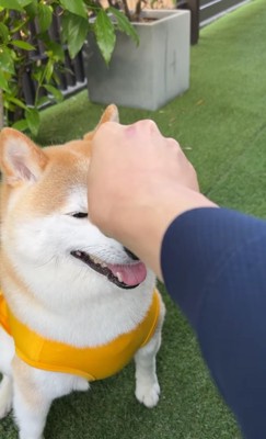 座っている柴犬の目元を触る飼い主さんの手