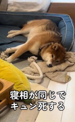 シンクロするぬん君&ぽた君2