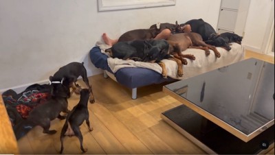 たくさんのわんこ