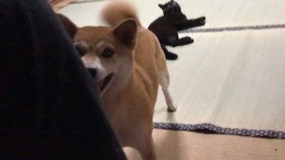 「イタズラする気だな？やめろー！」