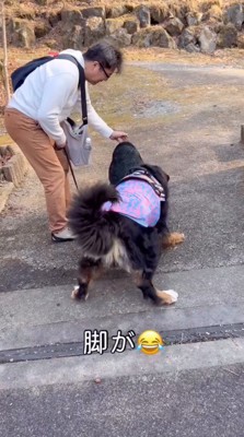 震えながら石に近寄る犬