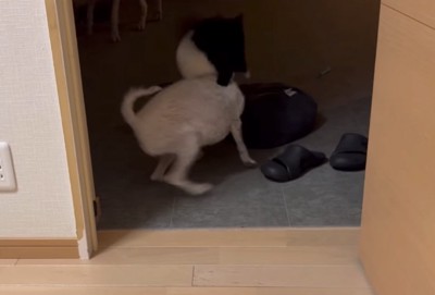 飛び蹴りする猫2
