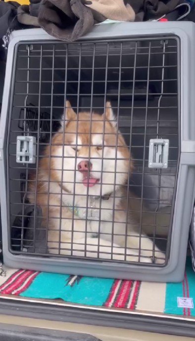 キャリーに入ると…