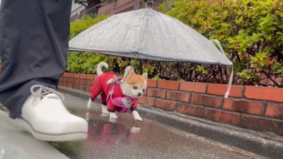 雨の日のお散歩