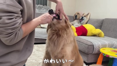 おからちゃんが磨いていると…