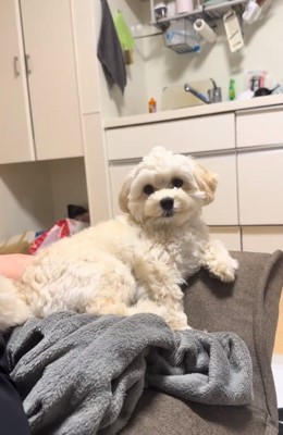 ソファに座るココくん