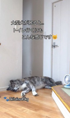 トイレに行きたいパパさんVS虎男くん